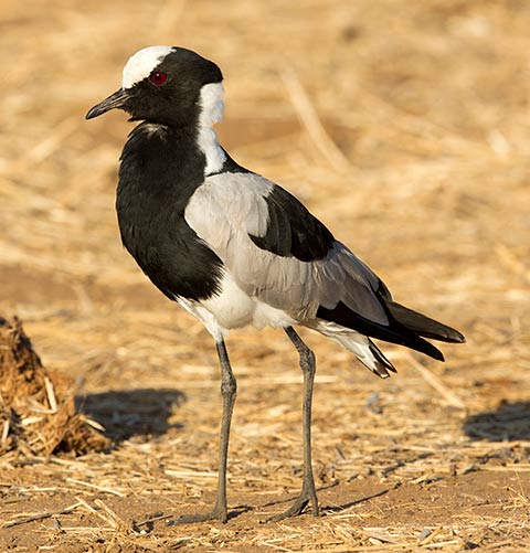 Blacksmith Lapwing